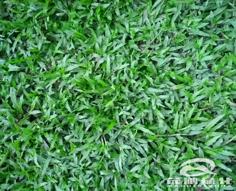 茂沁草业-大叶油草庭院草坪绿化实拍-耐荫耐践踏地被植物