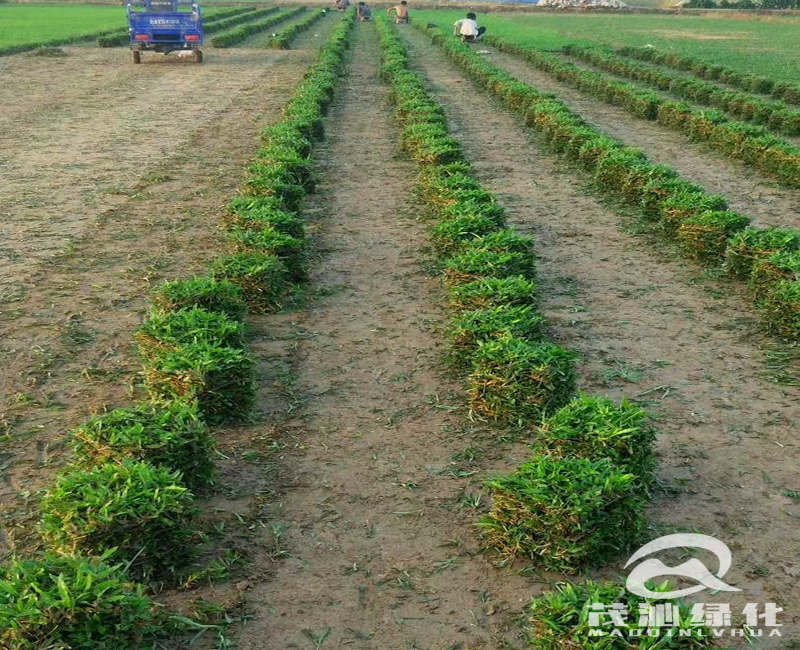惠州茂沁草业-大叶油草（巴西地毯草）实拍-护坡草坪绿化草皮