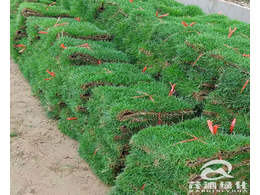 如何解决惠州草坪黄化的现象呢？