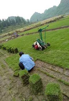 惠州马尼拉草基地