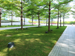 惠州草坪直送深圳龙岗案例：马尼拉草连夜铺就沙坑社区公园