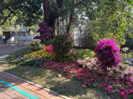 14万改造深圳石岩湖环湖骑行道节点气氛营造工程 | 惠州茂沁绿化草业
