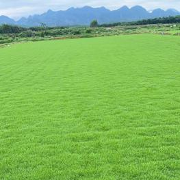 华南私家别墅草坪 台湾草观赏庭院景观专用 茂沁基地直销