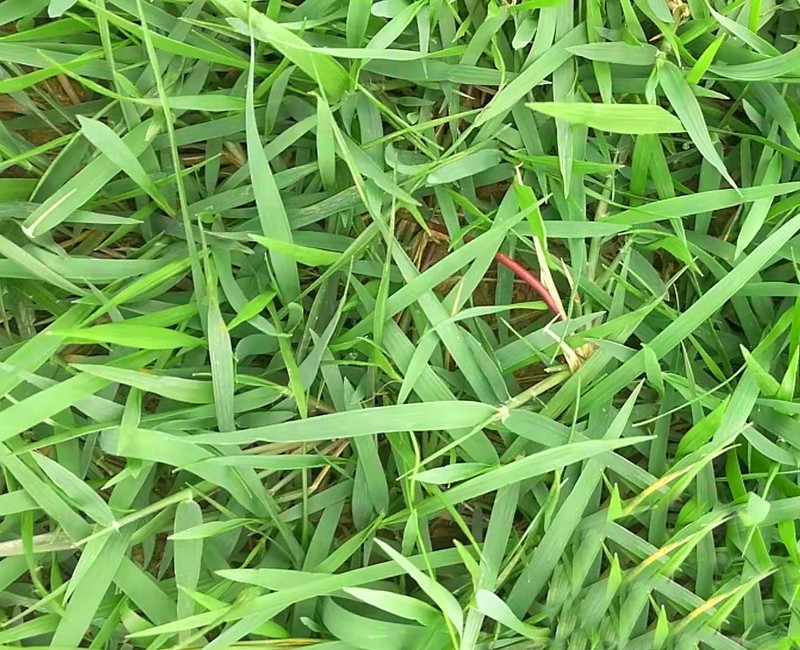 茂沁绿化草业-产品中心-点击返回首页
