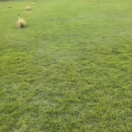 华南高档运动景观草坪 | 兰引三号耐踩踏弹性运动场草皮 | 茂沁直供